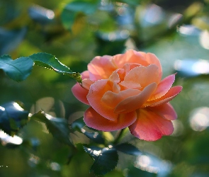 Róża, Kwiat, Herbaciana