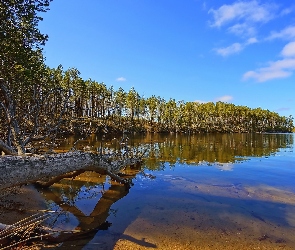 Las, Jezioro