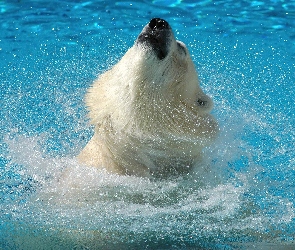 Niedźwiedź polarny, Miś