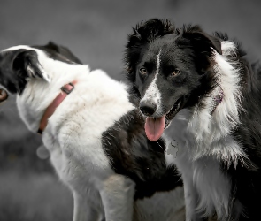 Psy, Border Collie