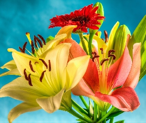 Gerbera, Lilie, Kwiaty