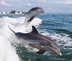 Morze, Domy, Delfiny