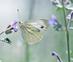 Biały, Bielinek, Motyl
