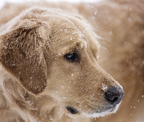 Pies, Golden Retriever, Zwierzęta