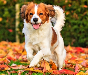 Liście, Jesień, Płochacz holenderski, Kooikerhondje