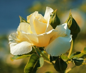 Biała, Kwiat, Róża