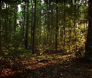 Las, Światło, Przebijające