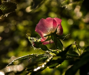 Dzika Róża, Bokeh, Światło, Kwiat