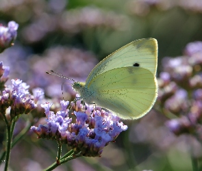 Motyl, Kwiaty, Owad, Bielinek