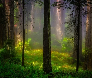 Sekwoje, Drzewa, Stan Kalifornia, Mgła, Las, Stany Zjednoczone, Park Narodowy Redwood
