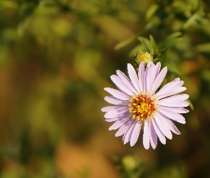 Aster marcinek