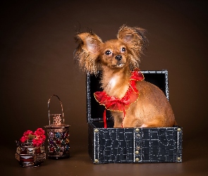 Piesek, Spaniel kontynentalny miniaturowy Papillon, Rudy
