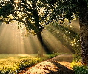Droga, Przebijające Światło, Zachód Słońca, Drzewa