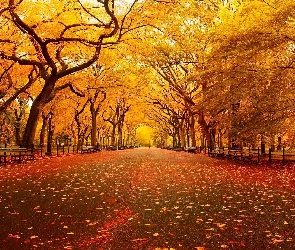 Żółte, Jesień, Park