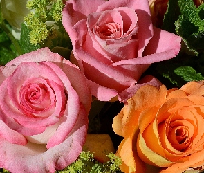 Róże, Kwiaty, Różowe, Pomarańczowe