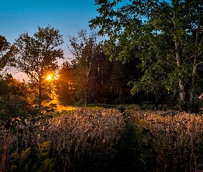 Słońca, Trawy, Suche, Las, Zachód