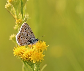 Modraszek, Owad, Kwiaty, Żółte, Motyl