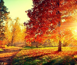 Jesień, Promienie Słońca, Aleja, Drzewa, Park