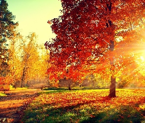 Park, Promienie Słońca, Drzewa, Aleja, Jesień