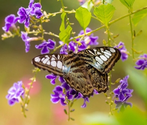 Motyl, Kwiaty, Duranta