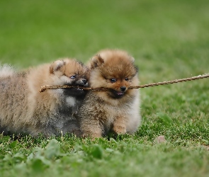 Patyk, Łąka, Szczeniaki, Zabawa, Pomeraniany, Dwa, Szpice miniaturowe