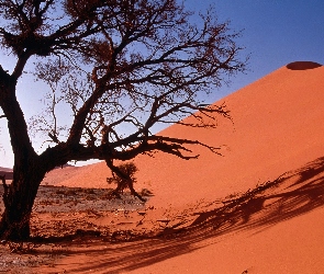 Drzewo, Pustynia, Sand Dunes