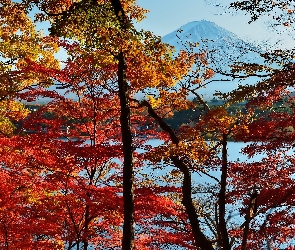 Jesień, Japonia, Fuji, Drzewa, Góra