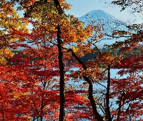 Góra, Japonia, Drzewa, Fuji, Jesień