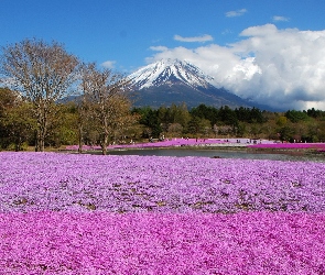 Góra, Wulkan, Pole, Kwiatów, Fuji