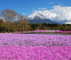 Fuji, Wulkan, Kwiatów, Pole, Góra