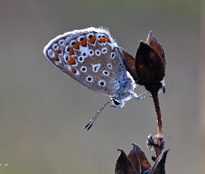 Motyl, Owad, Modraszek