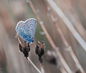 Motyl, Owad, Modraszek