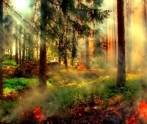 Las, Dym, Ogień