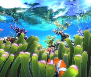 Podwodne, Rafa koralowa, Błazenek, Rośliny