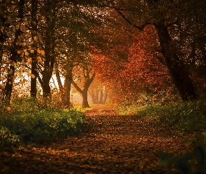 Aleja, Jesień, Liście, Drzewa, Park