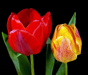 Tulipany, Dwa