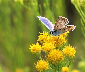 Kwiaty, Owad, Motyl, Modraszek
