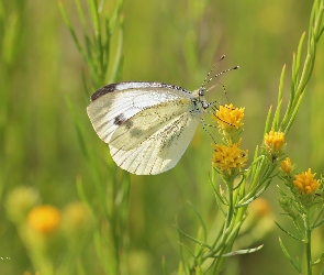 Owad, Biały, Motyl, Bielinek