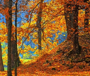 Park, Opadłe Liście, Drzewa, Nad Jeziorem