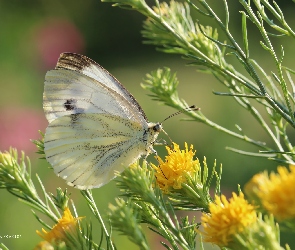 Motyl, Owad, Biały, Bielinek