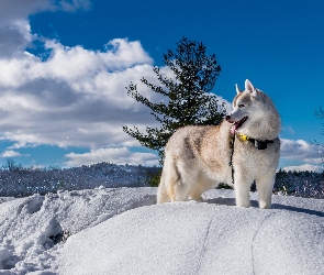 Krajobraz, Zima, Siberian Husky, Pies