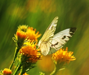Motyl, Kwiaty, Żółte, Bielinek, Biały