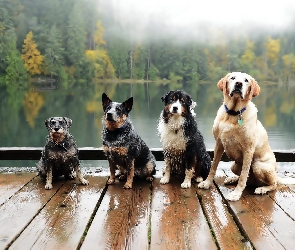 Mokre, Pieski, Cztery