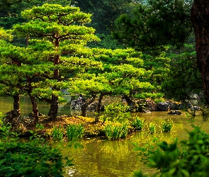 Staw, Japonia, Kioto, Drzewa, Park