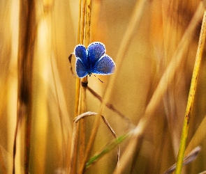 Niebieski, Trawa, Modraszek, Pożółkła, Motyl