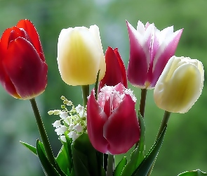 Tulipany, Makro, Konwalie