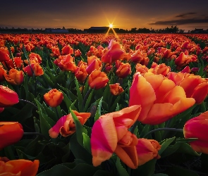 Pole, Zachód Słońca, Tulipany