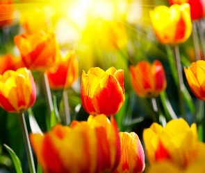 Słońce, Trawa, Tulipany