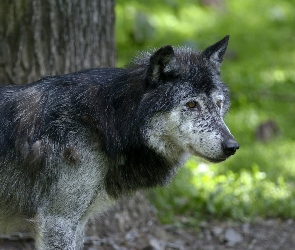 Wilk, Zwierzęta