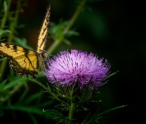 Motyl, Oset, Królowej, Paź